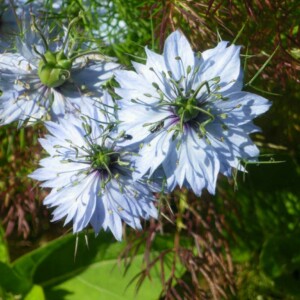 Nigelle de Damas Mix Bio - 1 gramme