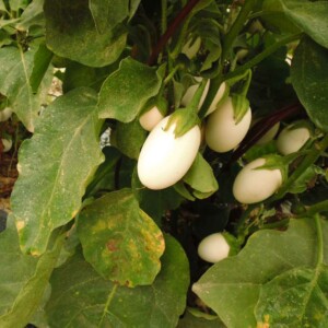 Aubergine Blanche Ronde à Oeuf Bio - 0.2 gramme