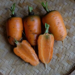 Carotte Oxhella Bio - 2 grammes