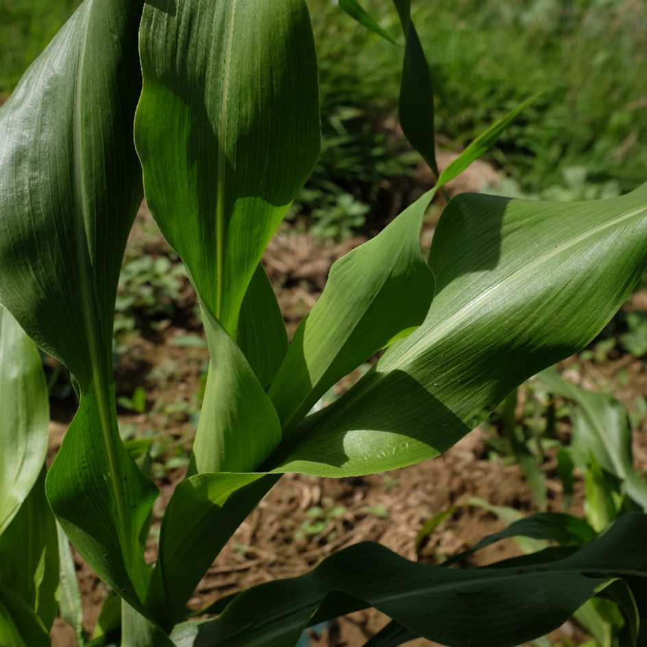 2022-cereal-sorghum-bicolor-sorgo-coral-feuille (2)_WEB