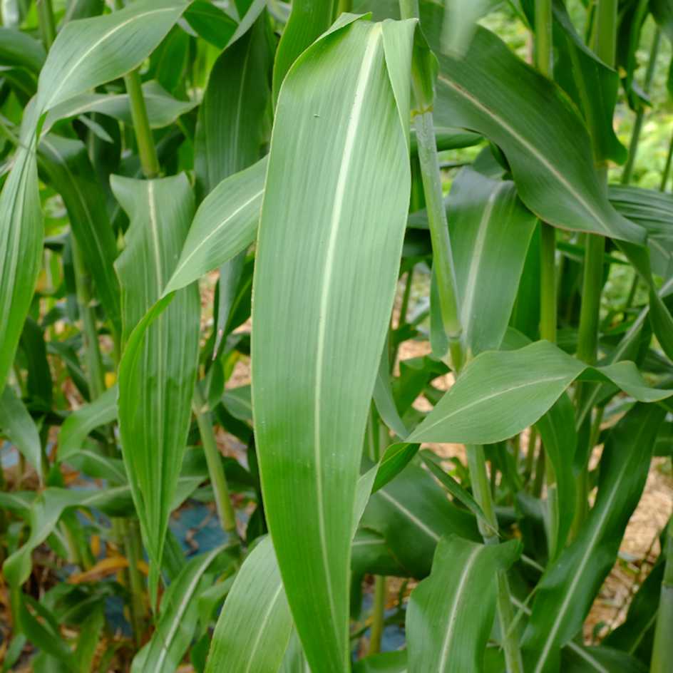 2022-cereal-sorghum-bicolor-sorgo-coral-feuille (5)_WEB