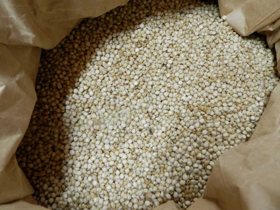 2022-cereal-sorghum-bicolor-sorgo-coral-feuille (5)_WEB