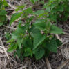 graines bio fleur agastache foeniculum