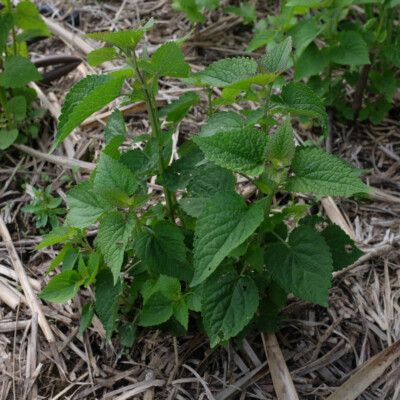 graines bio fleur agastache foeniculum