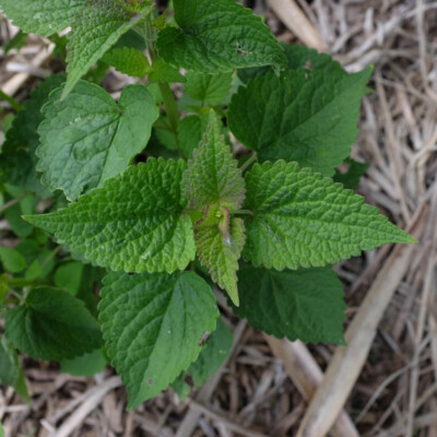 graines bio fleur agastache foeniculum