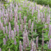 graines bio fleur agastache foeniculum