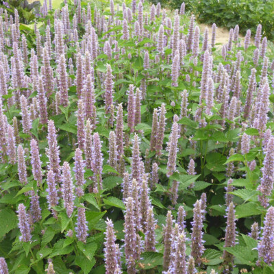 graines bio fleur agastache foeniculum