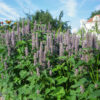 graines bio fleur agastache foeniculum