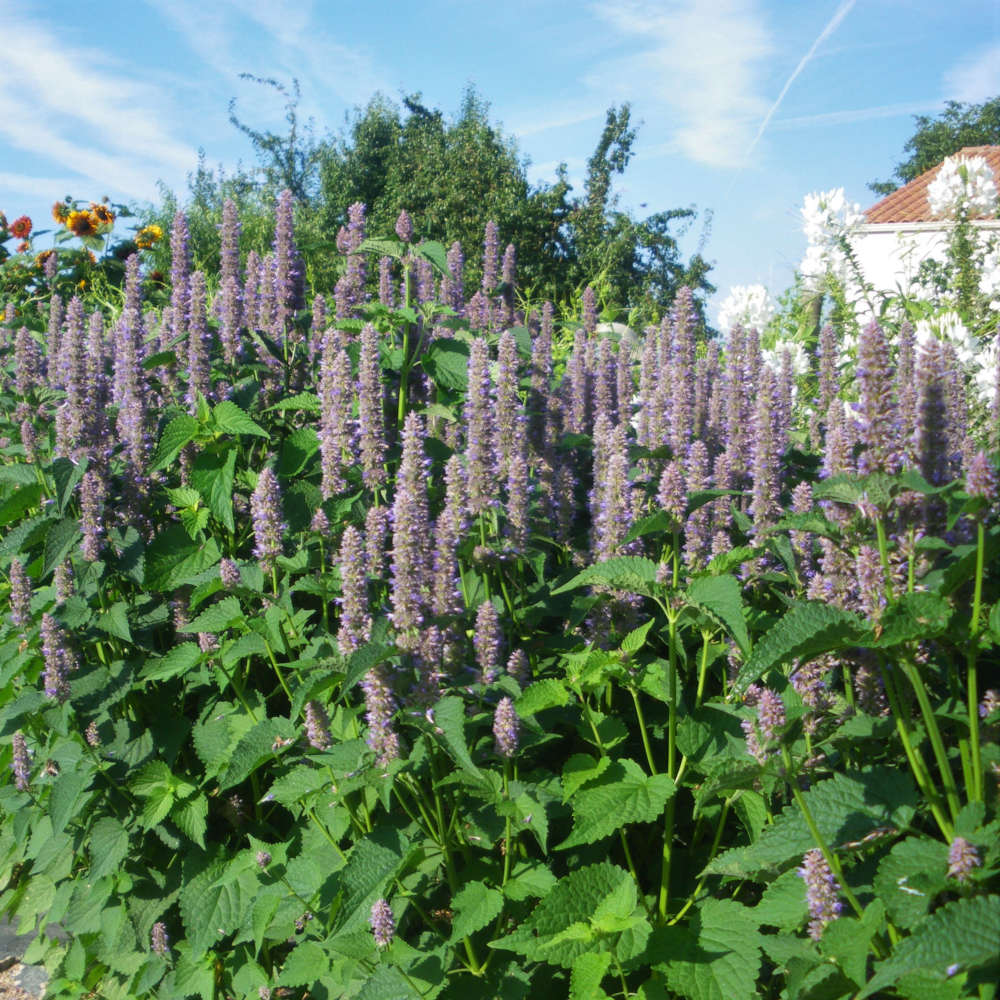 Fleurs vivaces