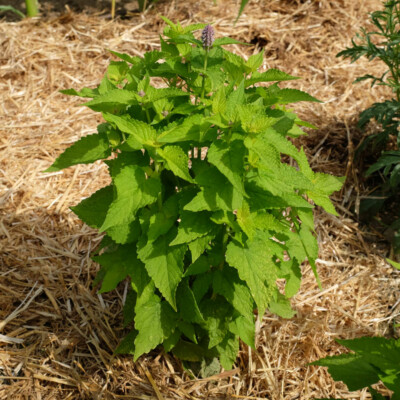 graines bio fleur agastache foeniculum golden jubilee