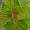 graines bio fleur agastache foeniculum golden jubilee