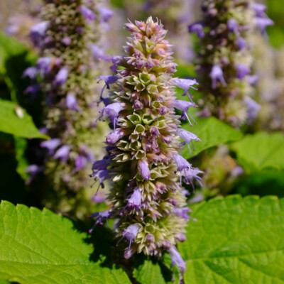 fleur agastache foeniculum golden jubilee