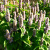 fleur agastache foeniculum golden jubilee