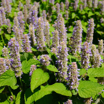 fleur agastache foeniculum golden jubilee