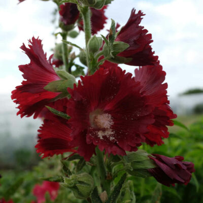 Fleur Alcea rose trémière bio