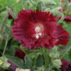 Fleur Alcea rose trémière bio