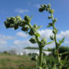 Fleur Alcea rose trémière bio