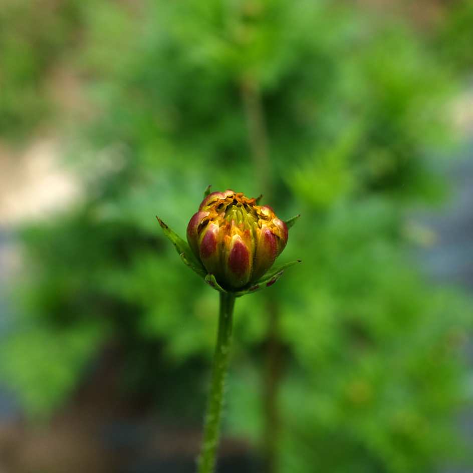 2022-fleur-cosmos-sulphureus-bouton fleur_WEB Cosmos sulphureux en bouton au jardin, variété lumineuse à croissance rapide.