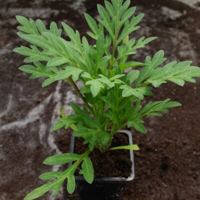 Jeune plant de Cosmos sulphureux, variété lumineuse à croissance rapide.