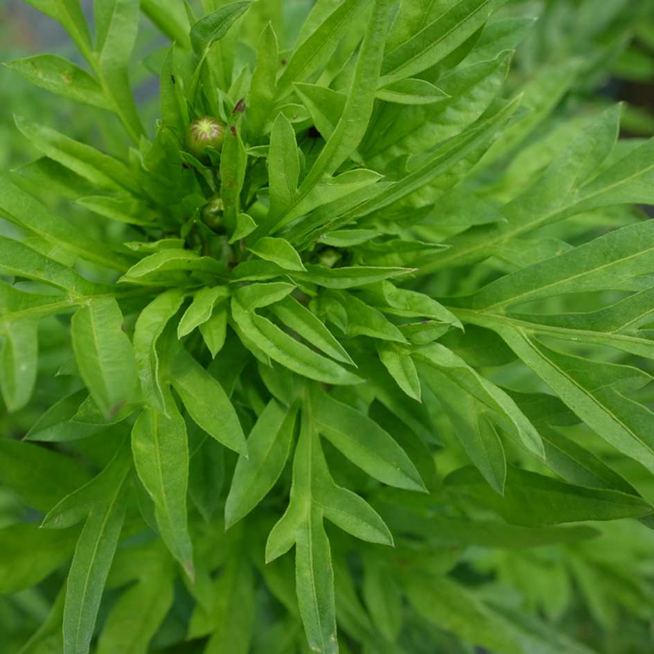 2022-fleur-cosmos-sulphureus-plante gros plant (1)_WEB Cosmos sulphureux en bouton au jardin, variété lumineuse à croissance rapide.