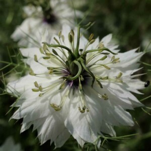 Nigelle de Damas Mrs Jekyll White Bio - 1 gramme