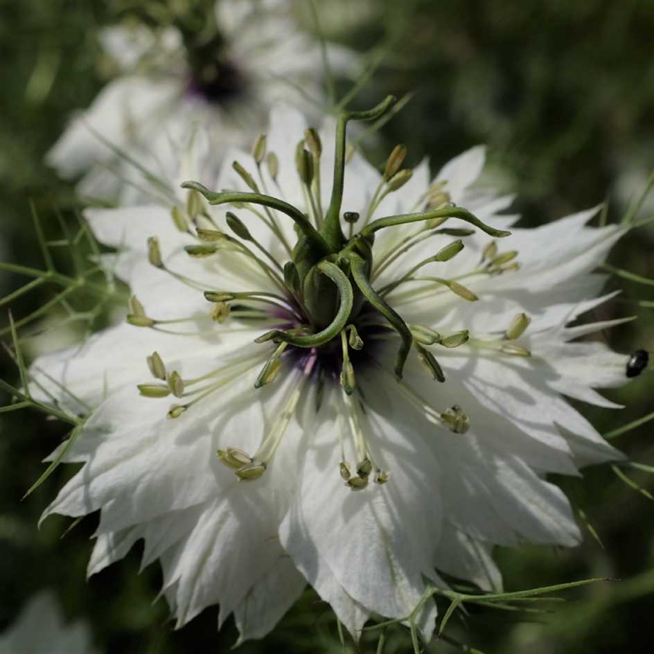 Graines bio de Nigelle de Damas