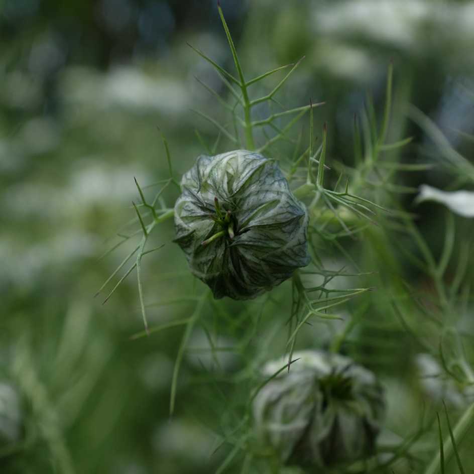 Nigelle de Damas (Nigella Damascena) : fleur, plantation, entretien