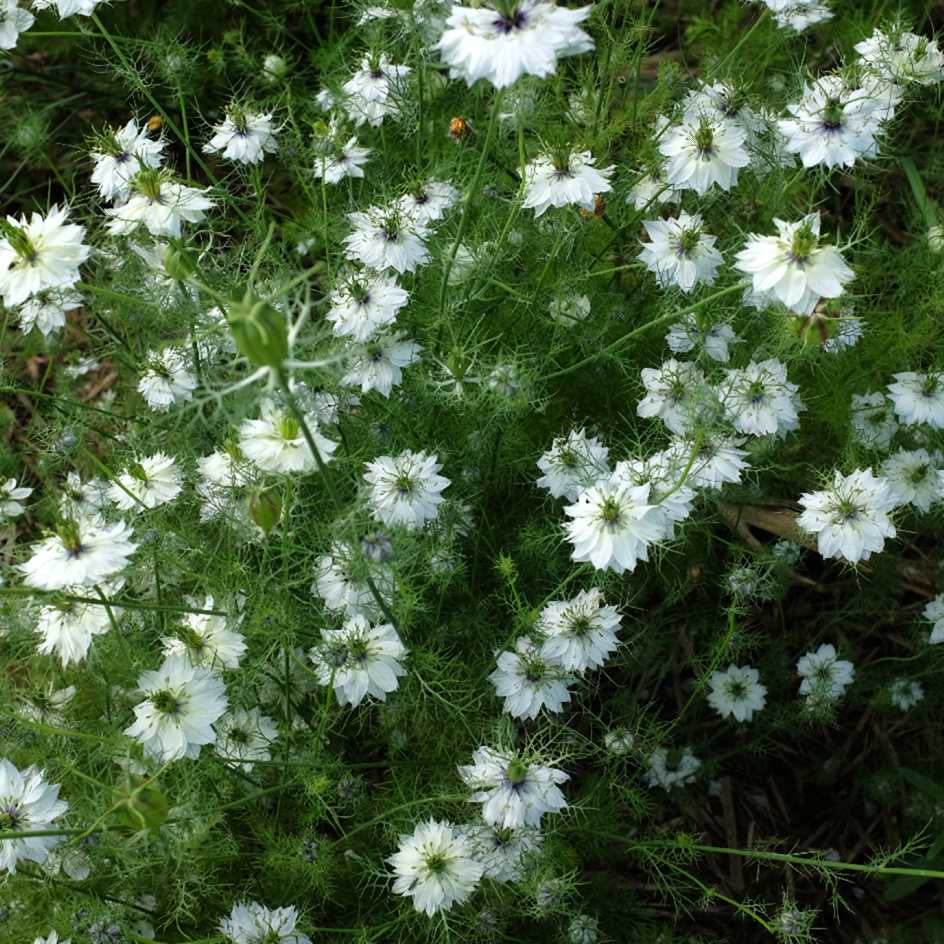 Nigelle de Damas (Nigella Damascena) : fleur, plantation, entretien