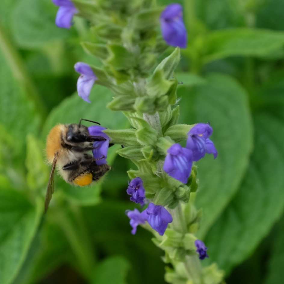 2022-fleur-salvia-hispanica-chia-fleur-abeille_WEB Le Chia, belle sauge, produit des graines comestibles très prisées. Elles sont très nutritives et utilisées dans de nombreuses préparations culinaires.