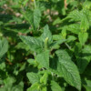 Fleur Teucrium Hyrcanicum bio