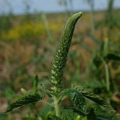 Fleur Teucrium Hyrcanicum bio