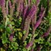 Fleur Teucrium Hyrcanicum bio