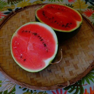 La Pastèque Sugar Baby, productive et sucrée