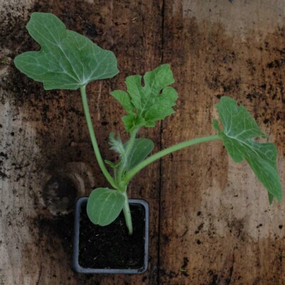 La Pastèque Sugar Baby, productive et sucrée