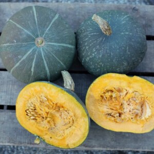 Potiron Green Hokkaïdo Bio - 3 grammes