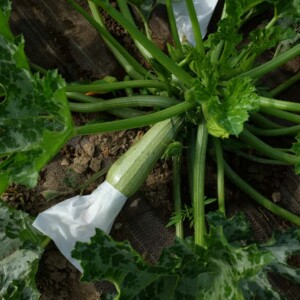 Courgette Ortolana di Faenza Bio - 2 grammes