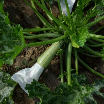 Nos graines potagères courgette White Lebanon - La Bonne Graine