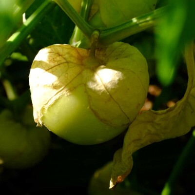 Physalis Toma Verde : fruit comestible doux et acide. Connu pour faire la "salsa verde" Mexicaine. Semences reproductibles.