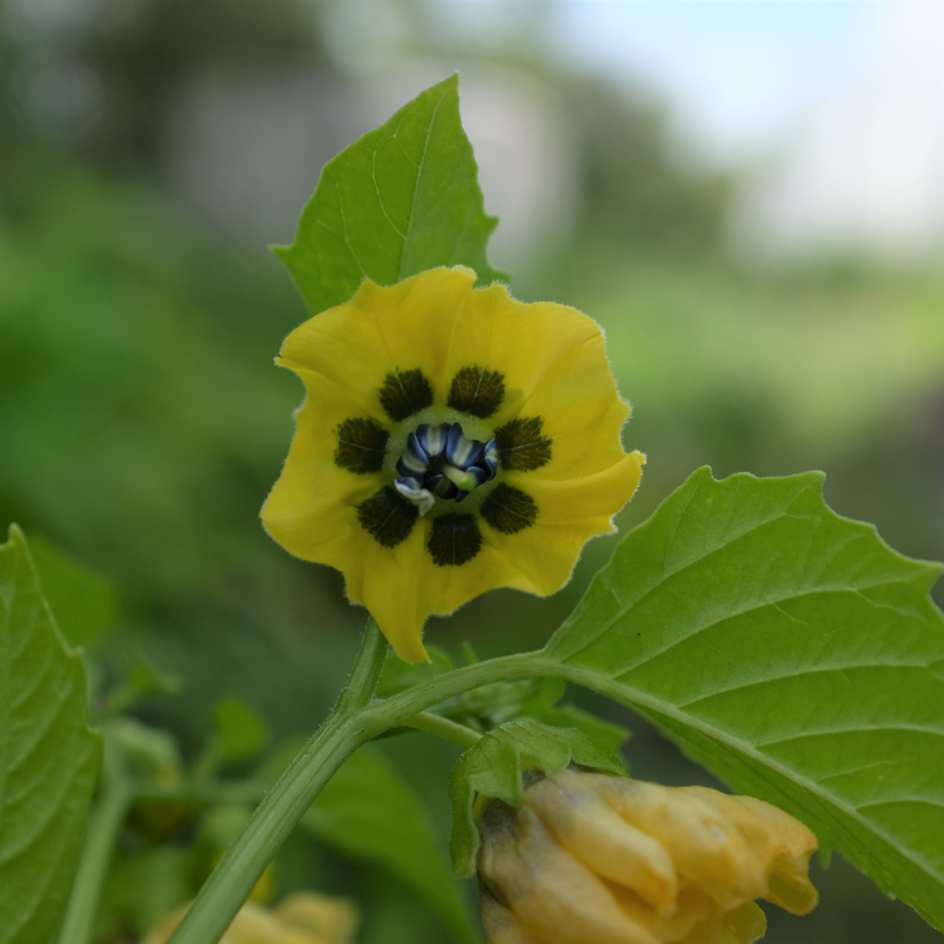 2022-légume-fruit-physalis-ixocarpa-physalis-toma-verde-fleur_WEB Physalis Toma Verde : fruit comestible doux et acide. Connu pour faire la "salsa verde" Mexicaine. Semences reproductibles.