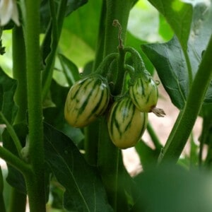 Aubergine Africaine Striped Toga Bio - 0.25 gramme