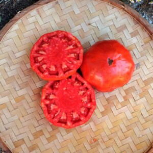 Tomate Russe Bio - 0.2 gramme C1