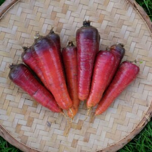 Carotte Longue Rouge Sang Bio - 1,5 gramme