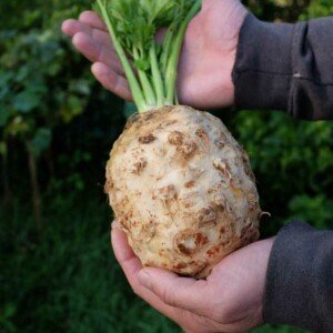 Céleri Rave Alba Bio - 0.25 gramme