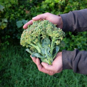 Chou Brocolis Ramoso Calabrese Bio - 0.6 gramme