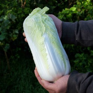 Chou Chinois Granat Bio - 0.5 gramme