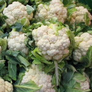 Chou Fleur Flora Blanca Bio - 0,3 gramme