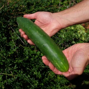 Concombre Vert Long de Chine Bio - 1 gramme