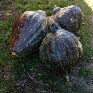 Potiron Green Hubbard Bio - 10 graines