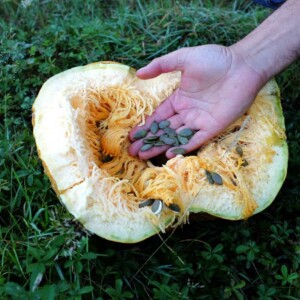 Courge Lady Godiva Bio - 12 graines