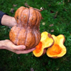 Courge Shishigatani Bio - 12 graines